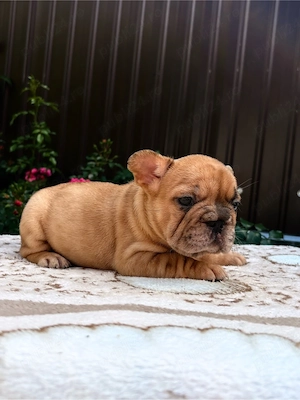 bulldog francez femela - imagine 3