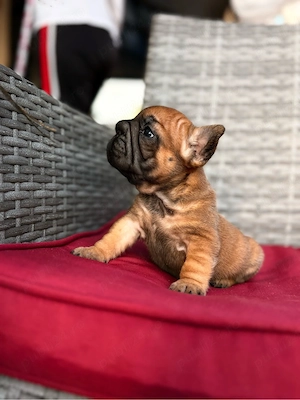 bulldog francez roscat
