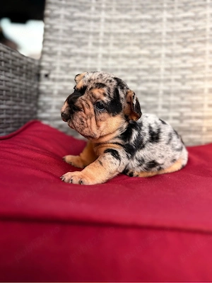 bulldog francez merle - imagine 2
