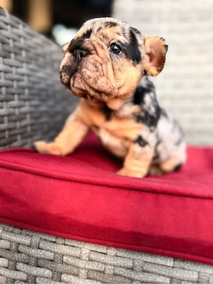 bulldog francez merle - imagine 5