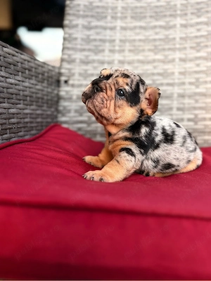 bulldog francez merle - imagine 3