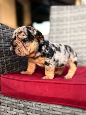 bulldog francez merle - imagine 4