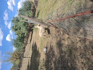 2 mieluțe disponibile