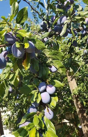 Vand prune bio din grădina proprie
