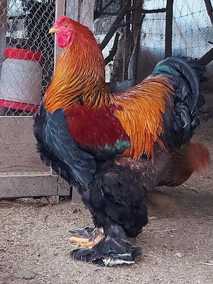 oua de incubat brahma si Australorp  - imagine 2