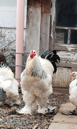 oua de incubat brahma si Australorp  - imagine 4