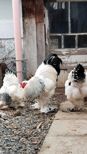 oua de incubat brahma si Australorp  - imagine 5