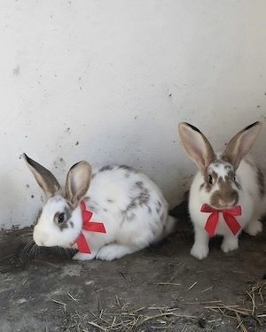 Iepuri de vânzare 
