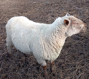 berbec suffolk X texel  - imagine 2