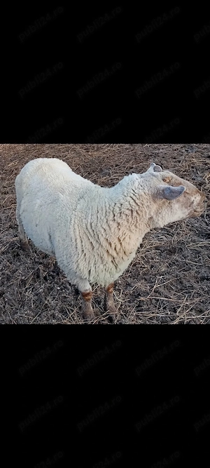 berbec suffolk X texel 