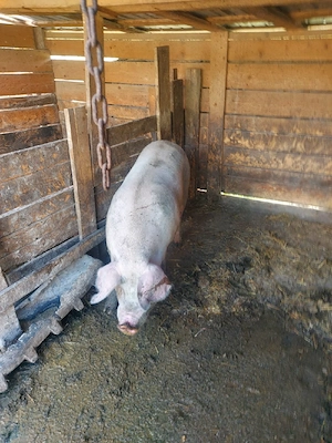 Porci de vânzare  - imagine 5