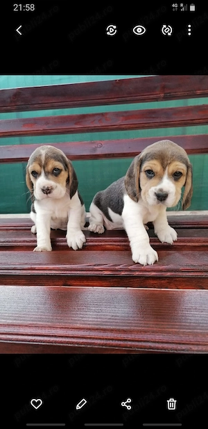 Catelusi rasa beagle pura