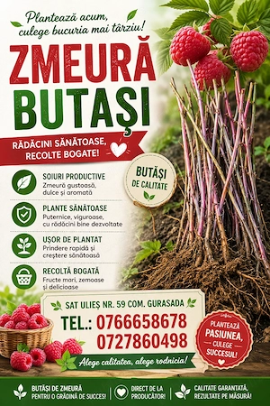 Butași zmeură Opal 