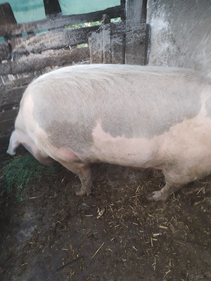 Porc de vânzare 