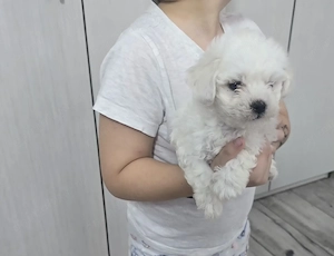 Vând bichon mini toy
