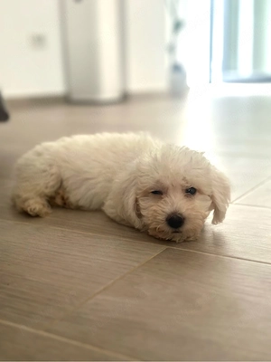 Bichon Maltez   mascul, 9 săptămâni 