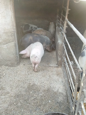 Purcei de vânzare 8 bucăți și 6 grăsuni la 20 + de kg - imagine 2
