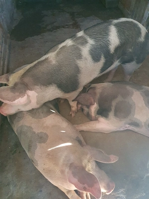 Porc mare de vanzare 