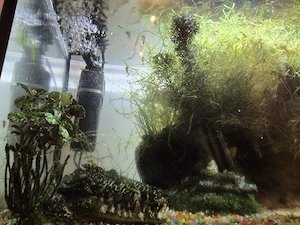 Acvariu 52 l + pesti, plante, melci accesorii - imagine 5