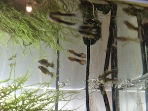 Acvariu 52 l + pesti, plante, melci accesorii - imagine 3