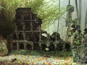 Acvariu 52 l + pesti, plante, melci accesorii - imagine 4
