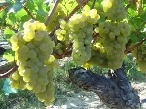 Struguri, sauvignon blanc!