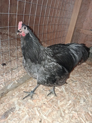Cocoș australorp
