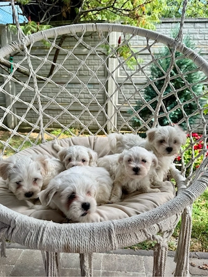 Puiuți Bichon Maltez de vânzare - imagine 2