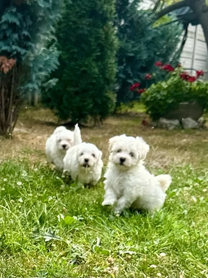 Puiuți Bichon Maltez de vânzare - imagine 5