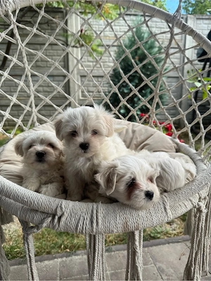 Puiuți Bichon Maltez de vânzare