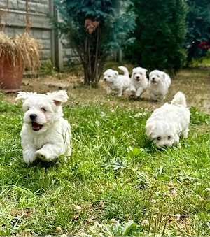 Puiuți Bichon Maltez de vânzare - imagine 4