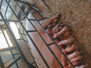 vand scrofa cu 16 purcei cu greutatea de 300+,pret 7000 lei - imagine 2