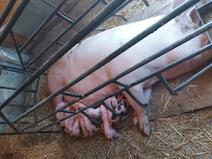 vand scrofa cu 16 purcei cu greutatea de 300+,pret 7000 lei - imagine 4
