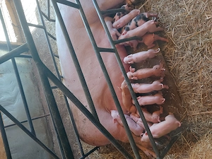 vand scrofa cu 16 purcei cu greutatea de 300+,pret 7000 lei - imagine 3