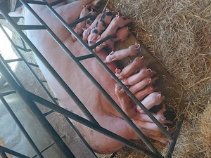 vand scrofa cu 16 purcei cu greutatea de 300+,pret 7000 lei