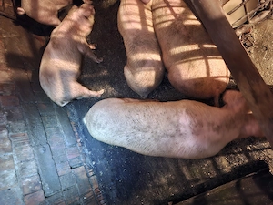 Porci. Soldani