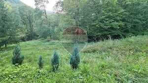 Teren intravilan Moroeni/Pucheni 1794 mp, dublu acces, ideal turism