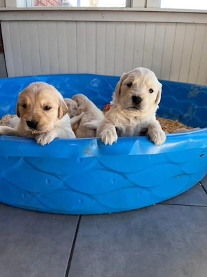 Golden Retriever 