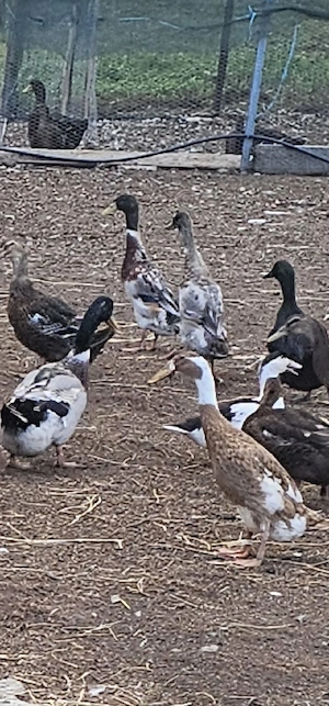Vand urgent ratoi rata indiana alergatoare