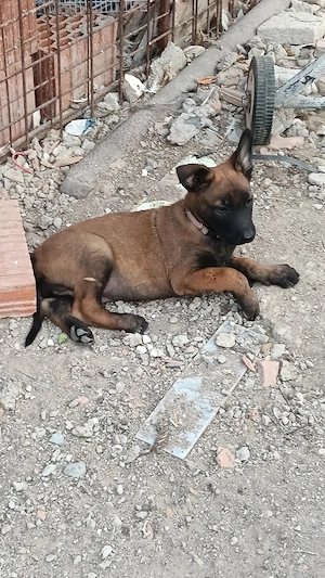 Ciobanesc belgiani - malinois - imagine 2