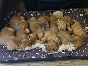 Catei Vizsla  - imagine 3