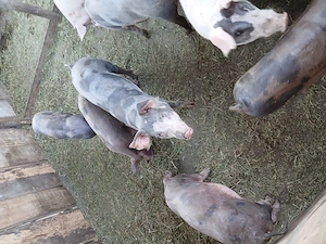 De vanzare porci, purcei, grasuni