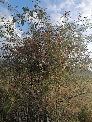 Vând pasta de macese