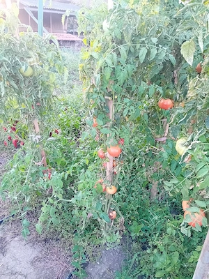 vand rosii de grsdina bio