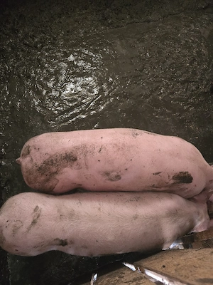 vand porci