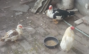 vând rățoi mare leșesc