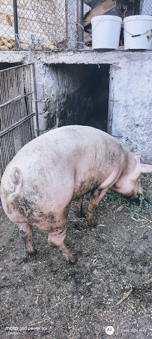 porc landras 