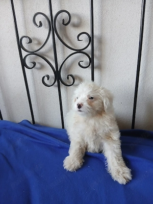 bichon maltez