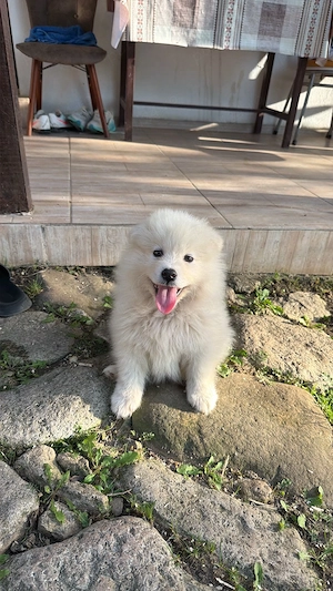 Vând pui de samoyed polar - imagine 4