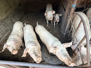 Porci de țară
